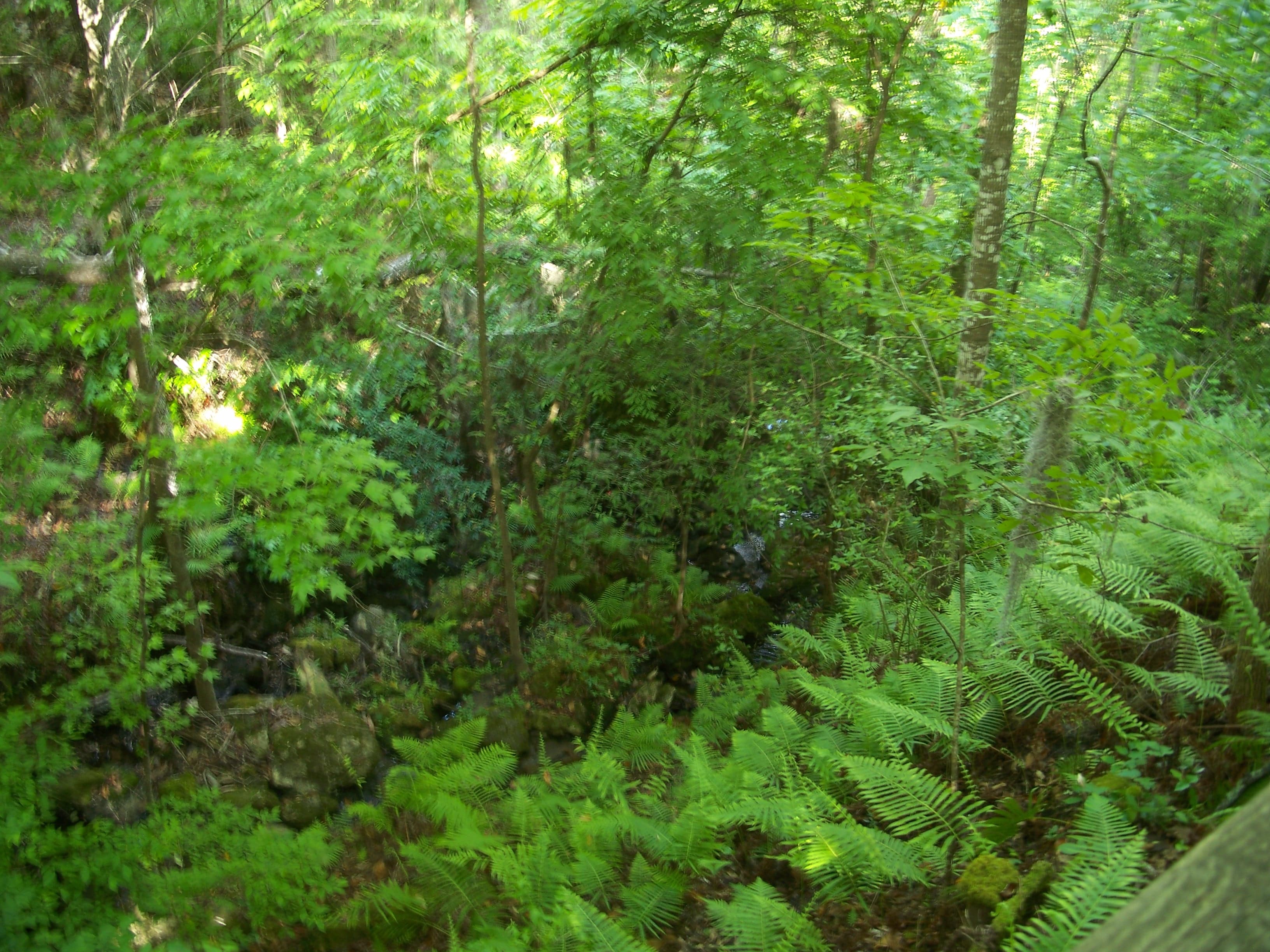Looking down into Devil's Millhopper sinkhole