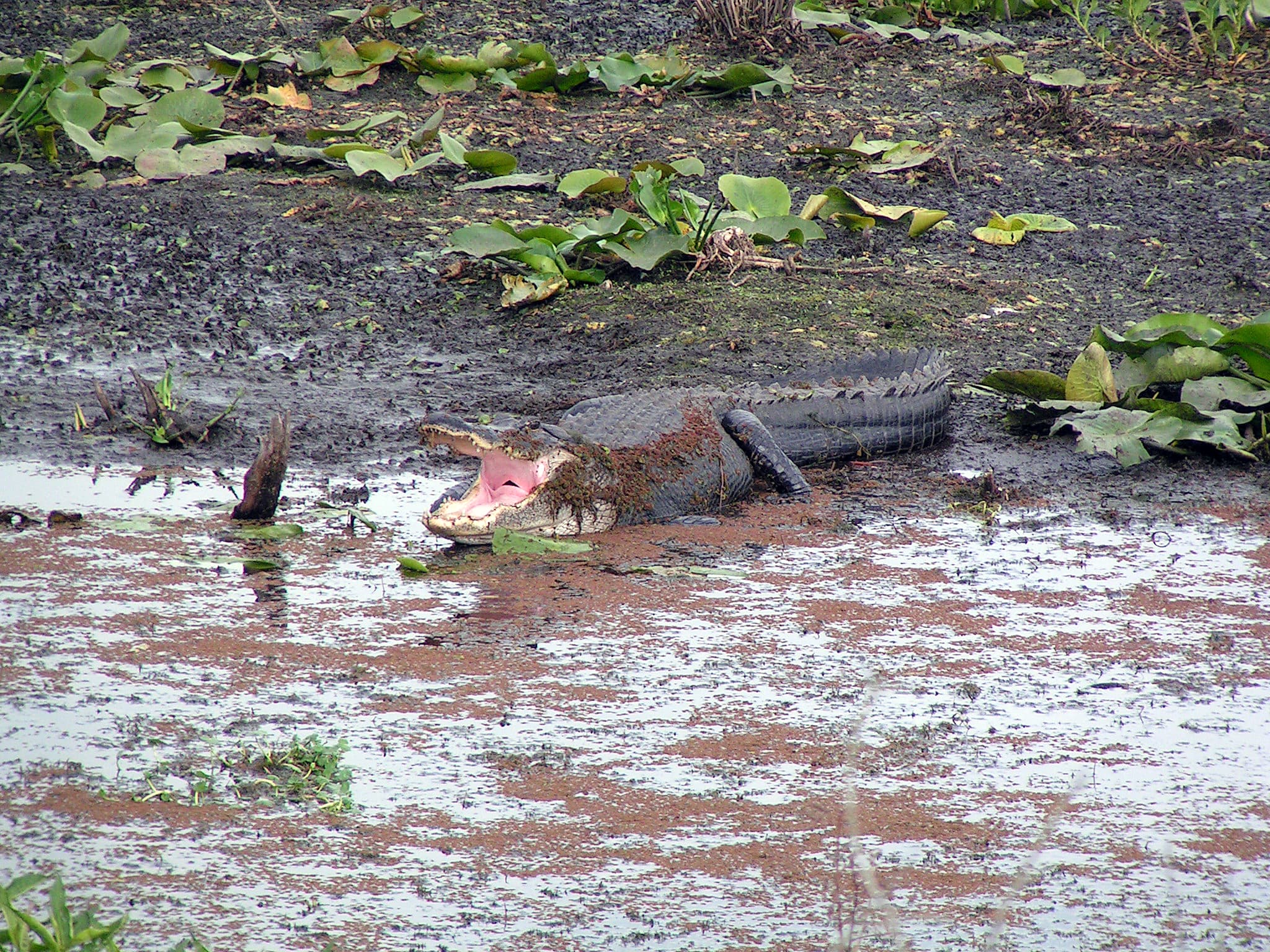 Alligator at Paynes Prairie Preserve State Park